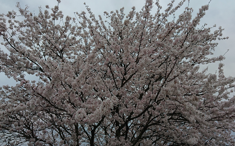 桜満開