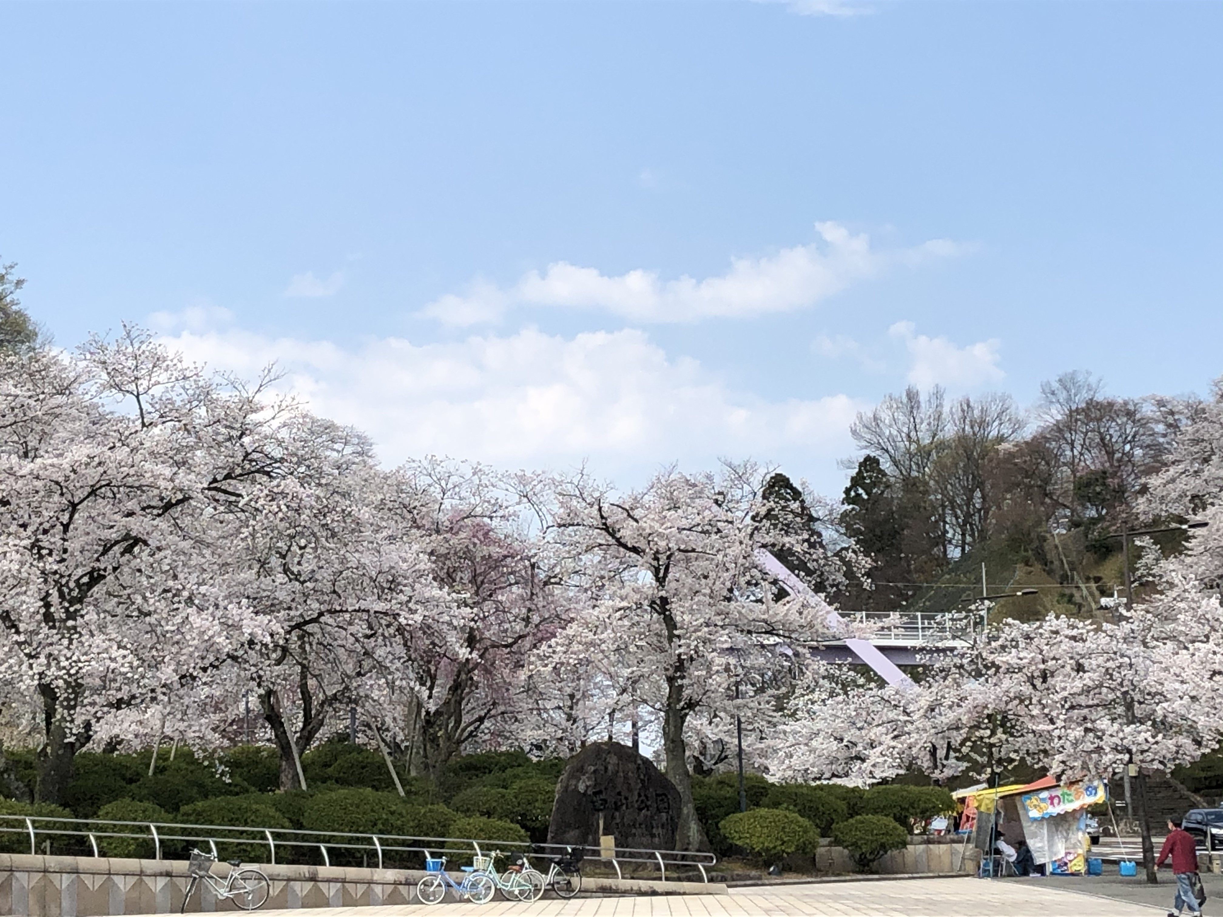 西山公園の桜