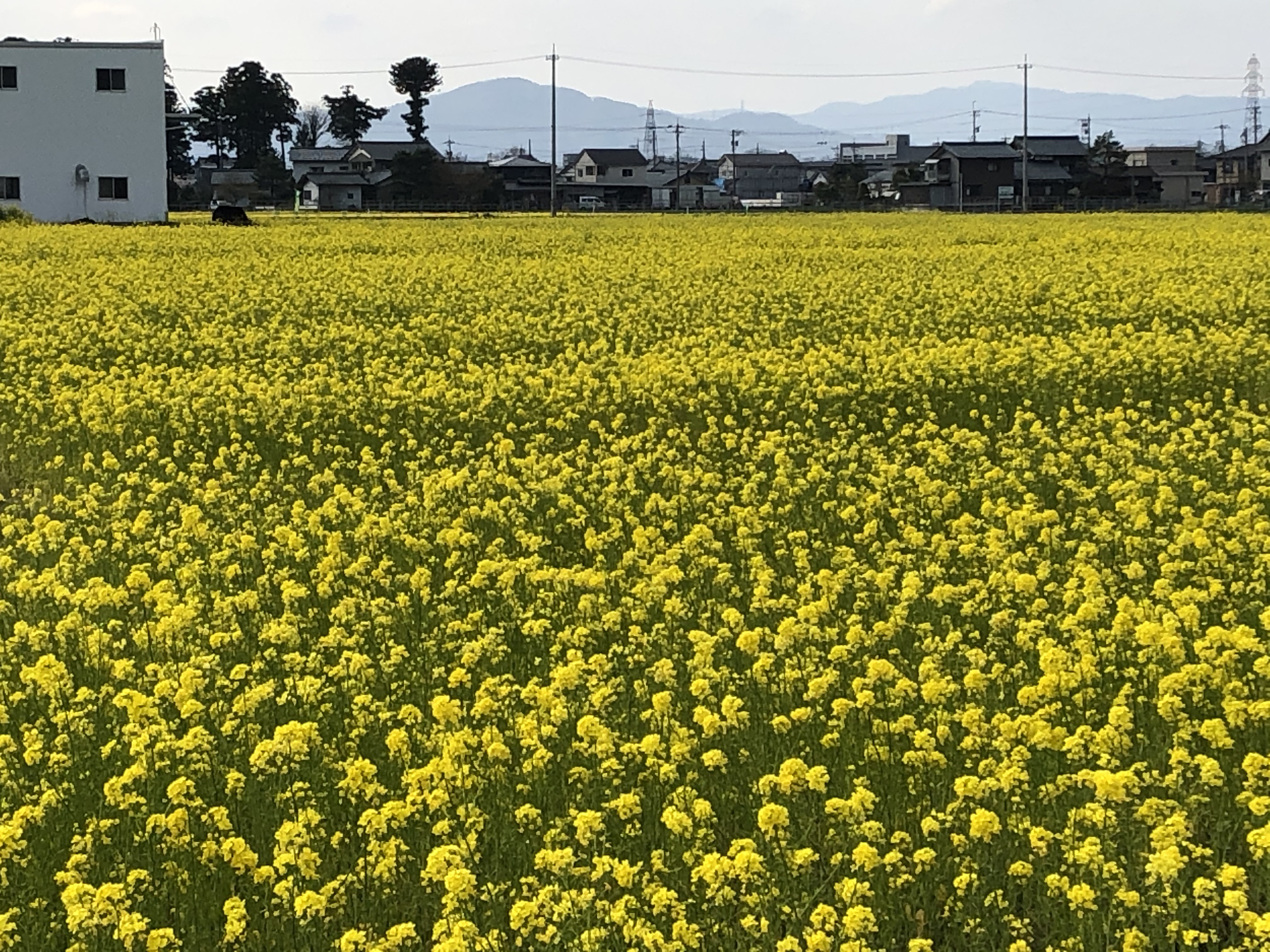 菜花まつり